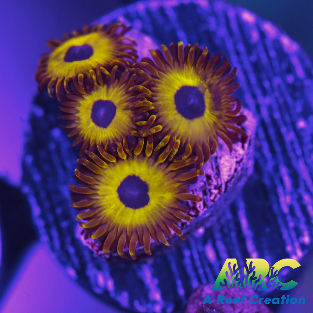 Golden Hornet Zoa