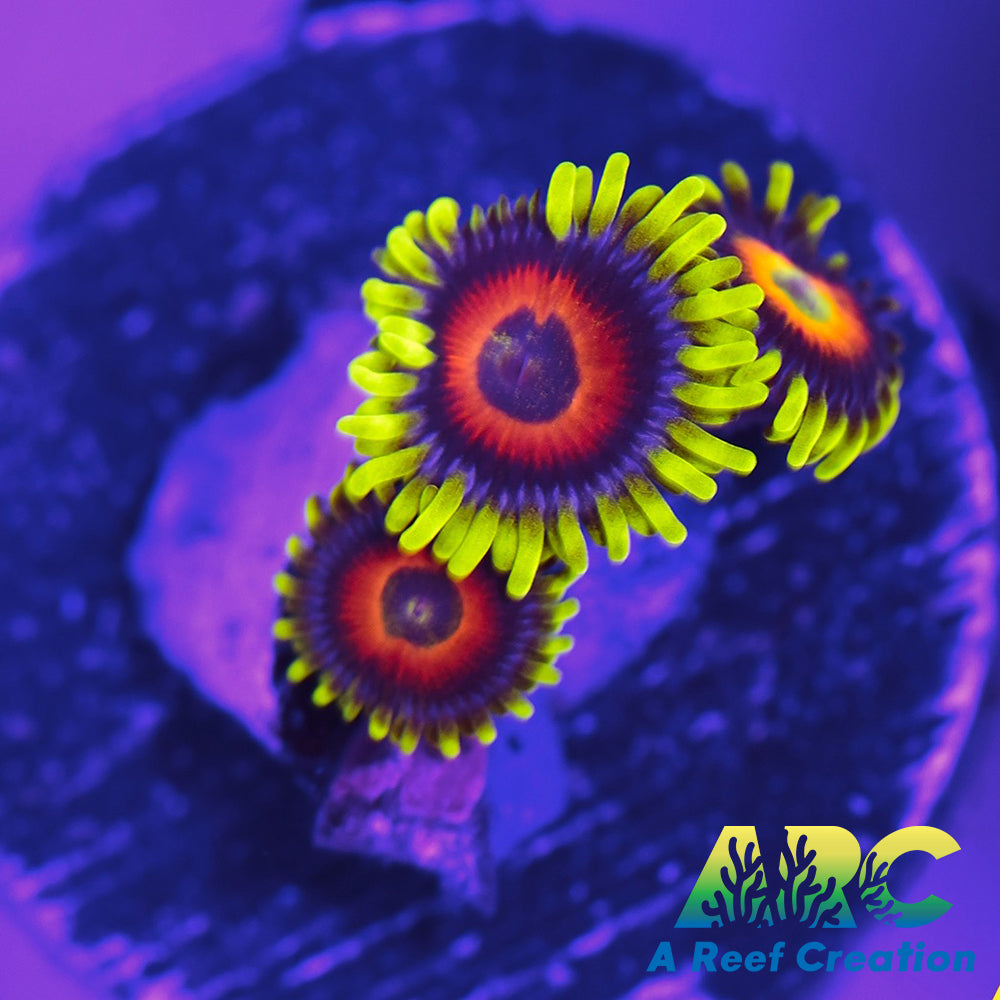 Sunflower Zoa