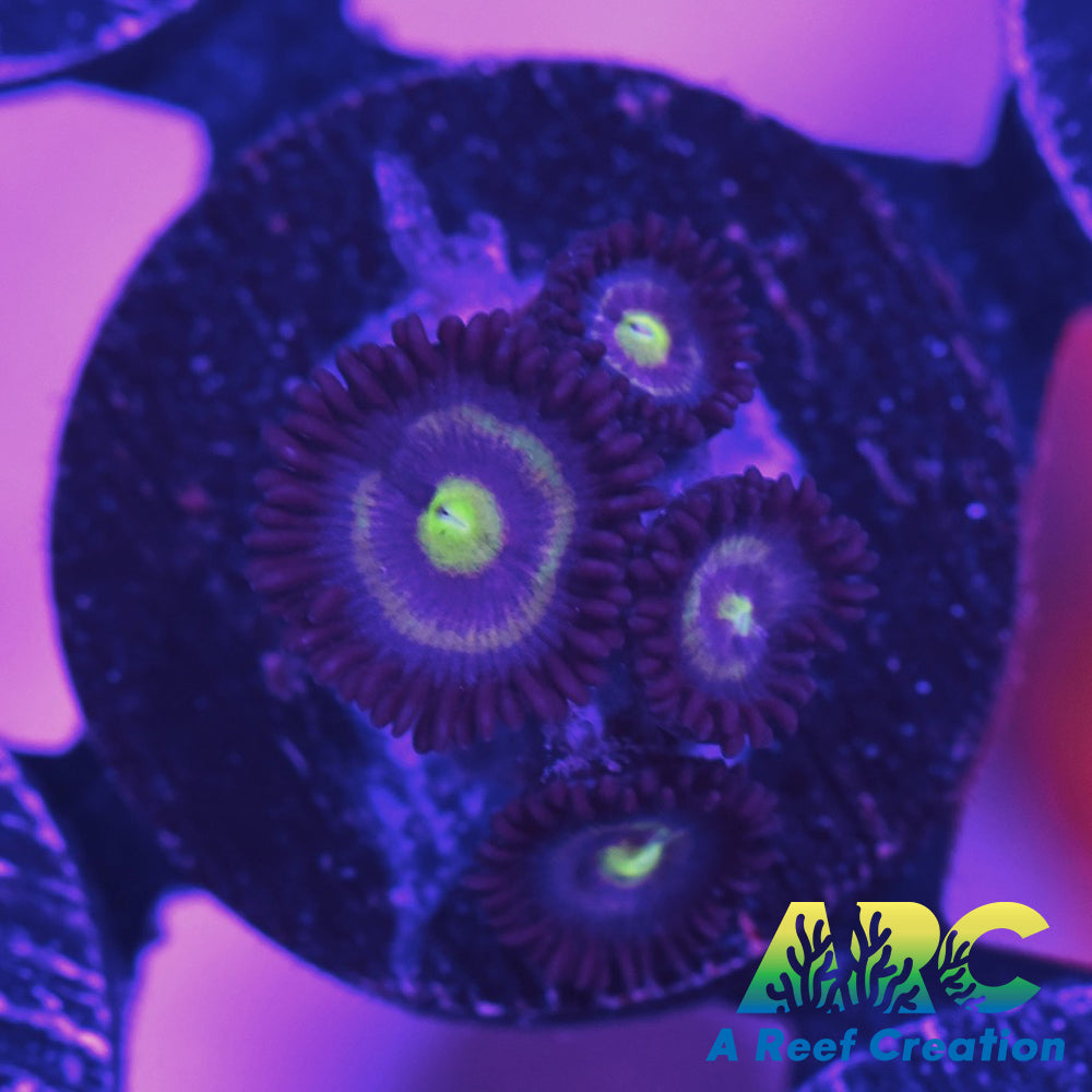 Black Cats Zoa