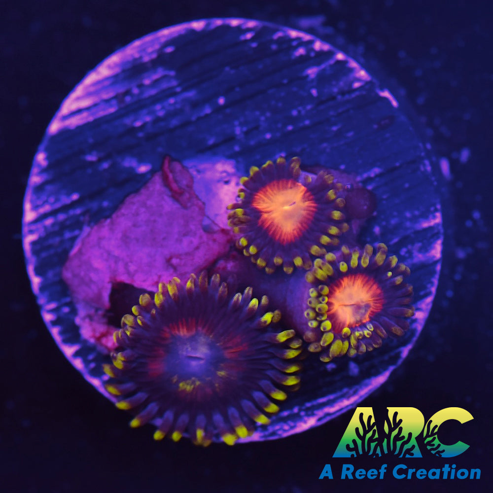 Hyper Color Zoa