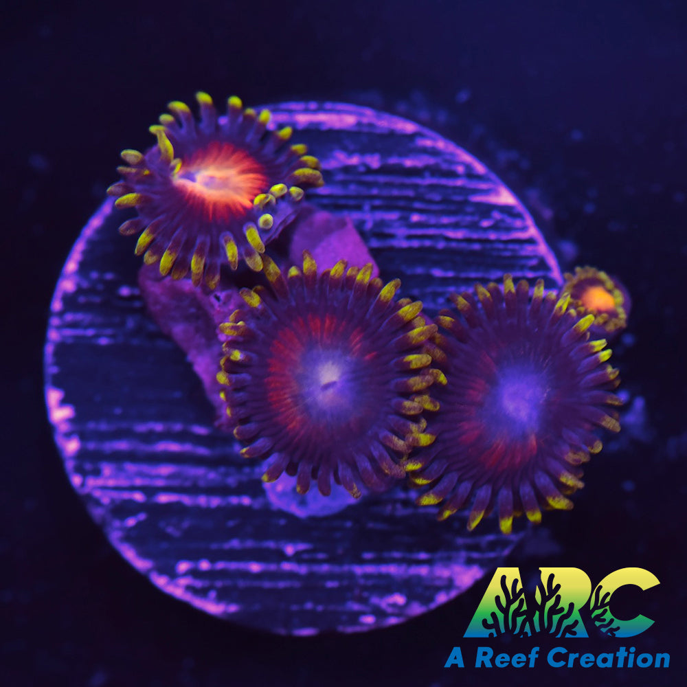 Hyper Color Zoa