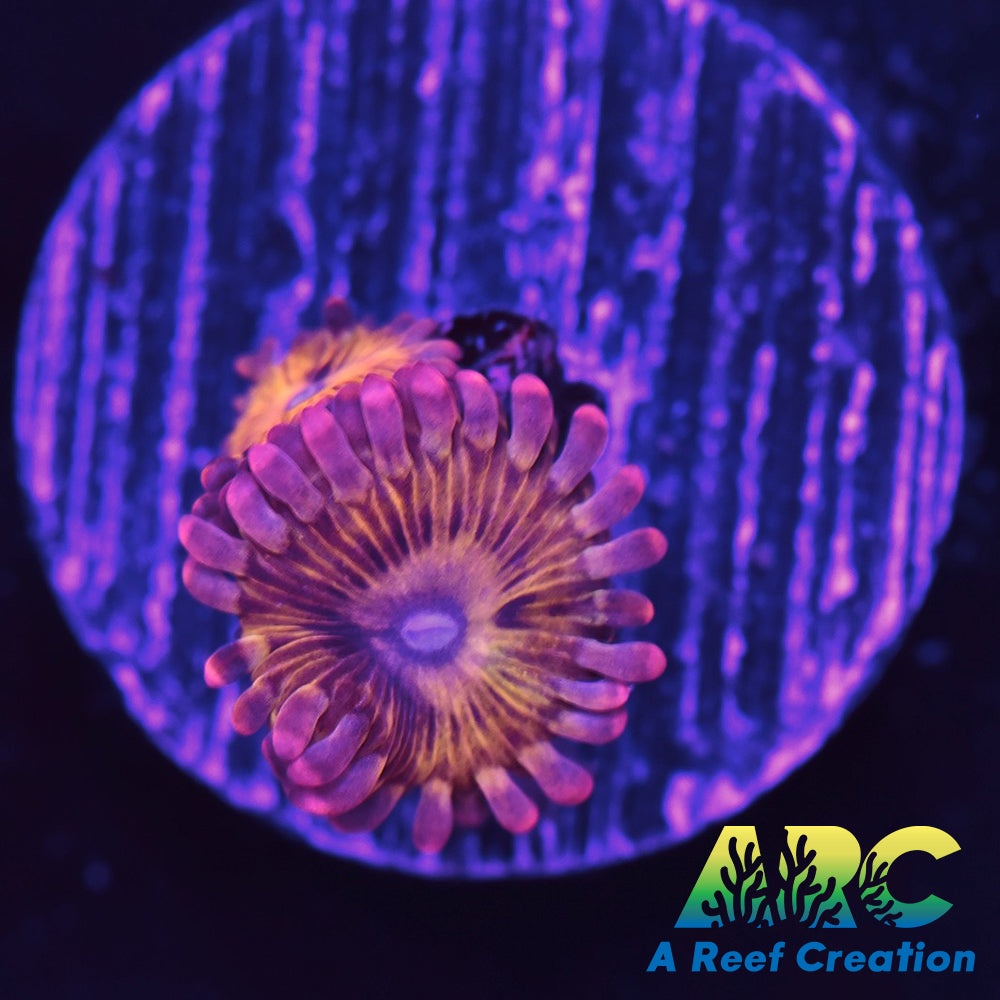 UC Lemonhead Zoa