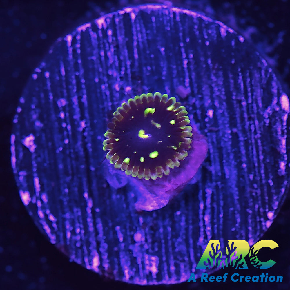 LC Exosphere Zoa