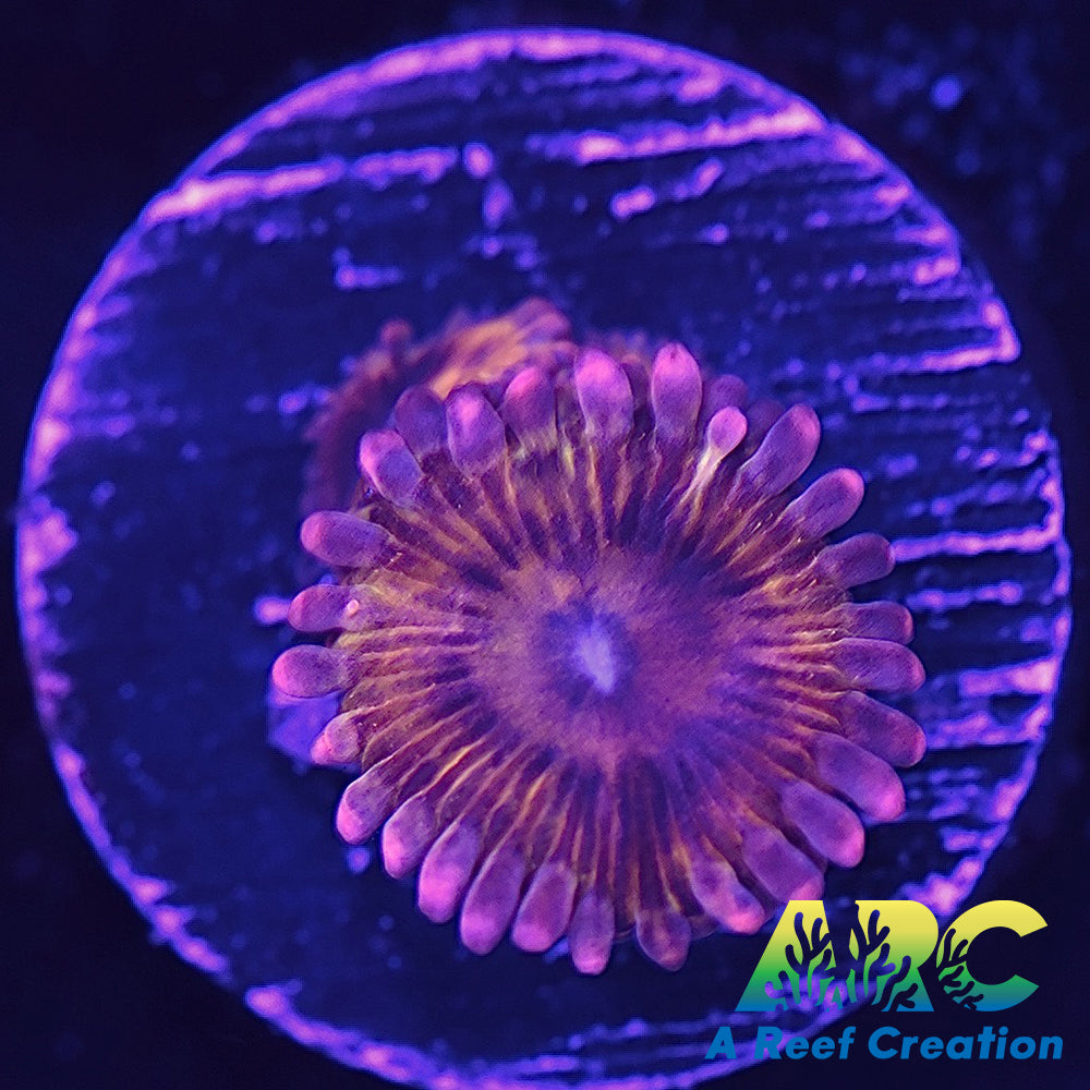 UC Lemonhead Zoa