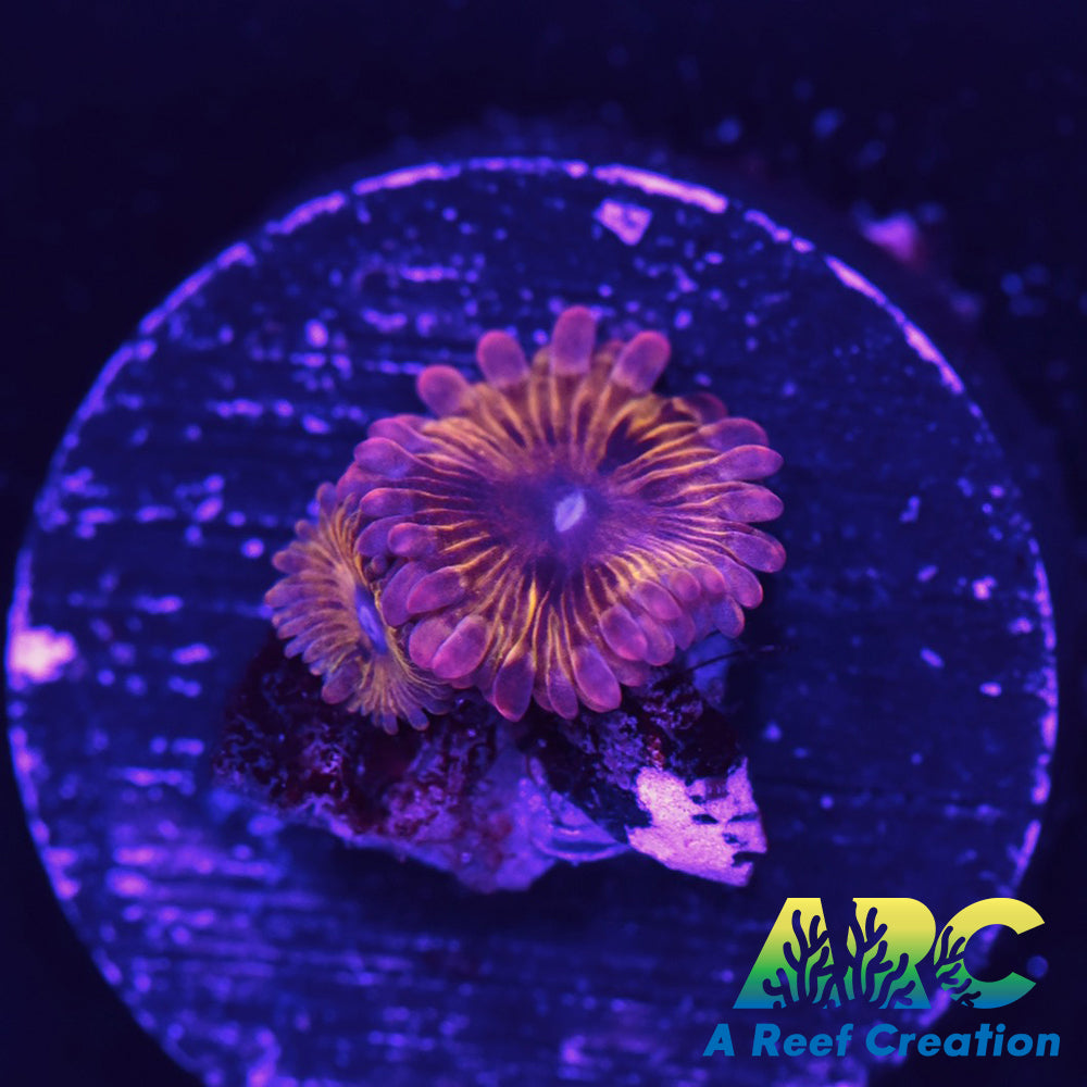 UC Lemonhead Zoa