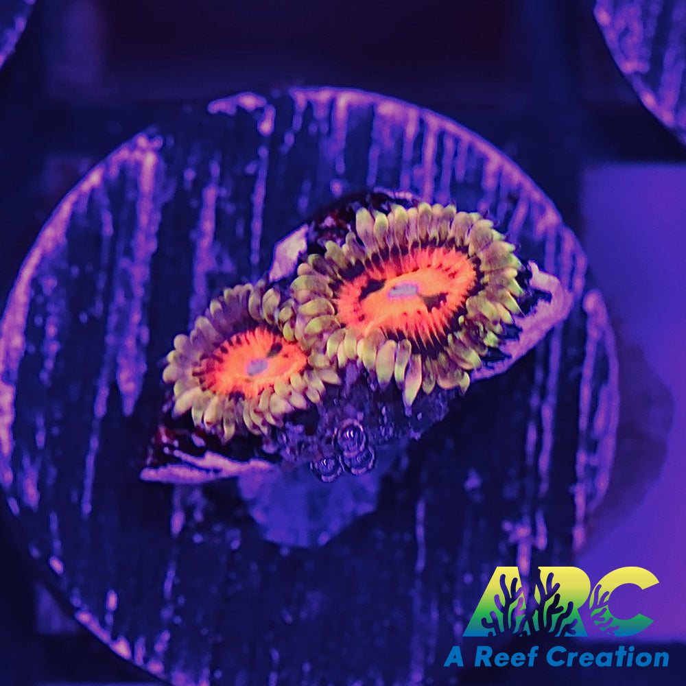 Rainbow Incinerator Zoa