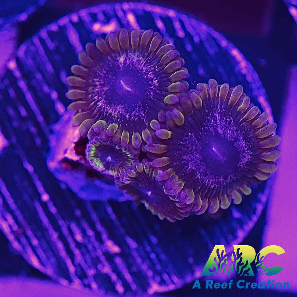 Purple Velour Zoa