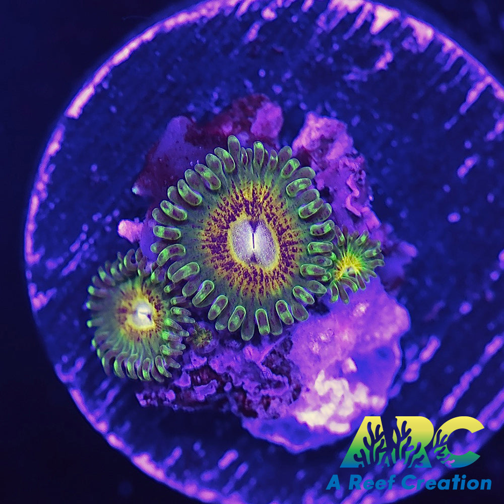 Creepy Crawlers Zoa