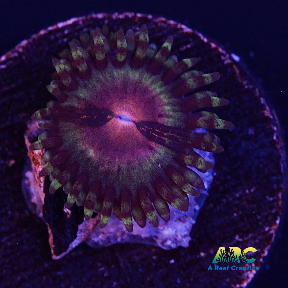 Pirate's Blood Zoa