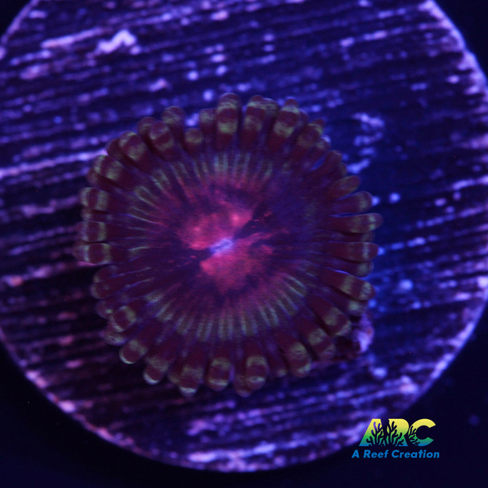 Pirate's Blood Zoa