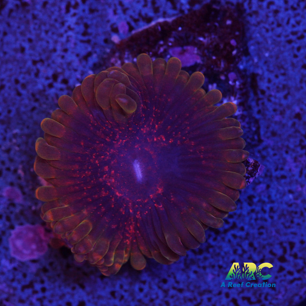 Predator Zoa