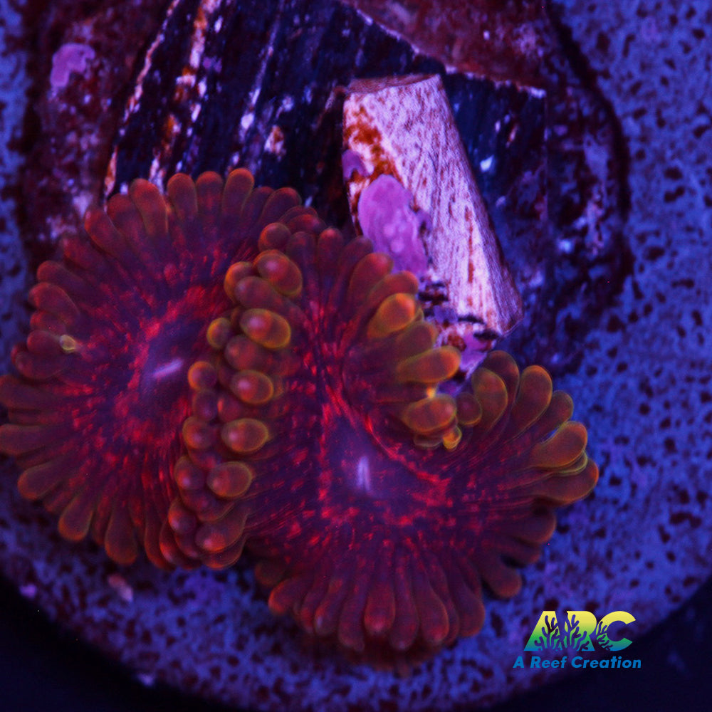 Predator Zoa