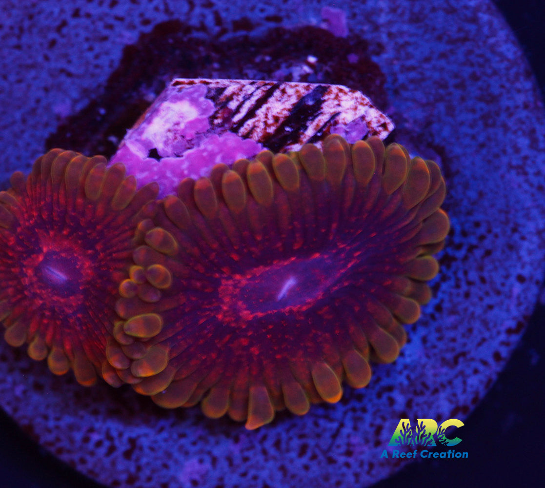 Predator Zoa