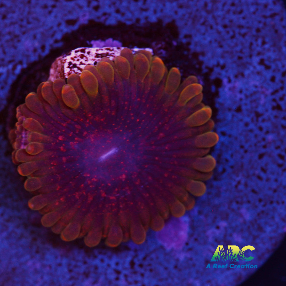 Predator Zoa