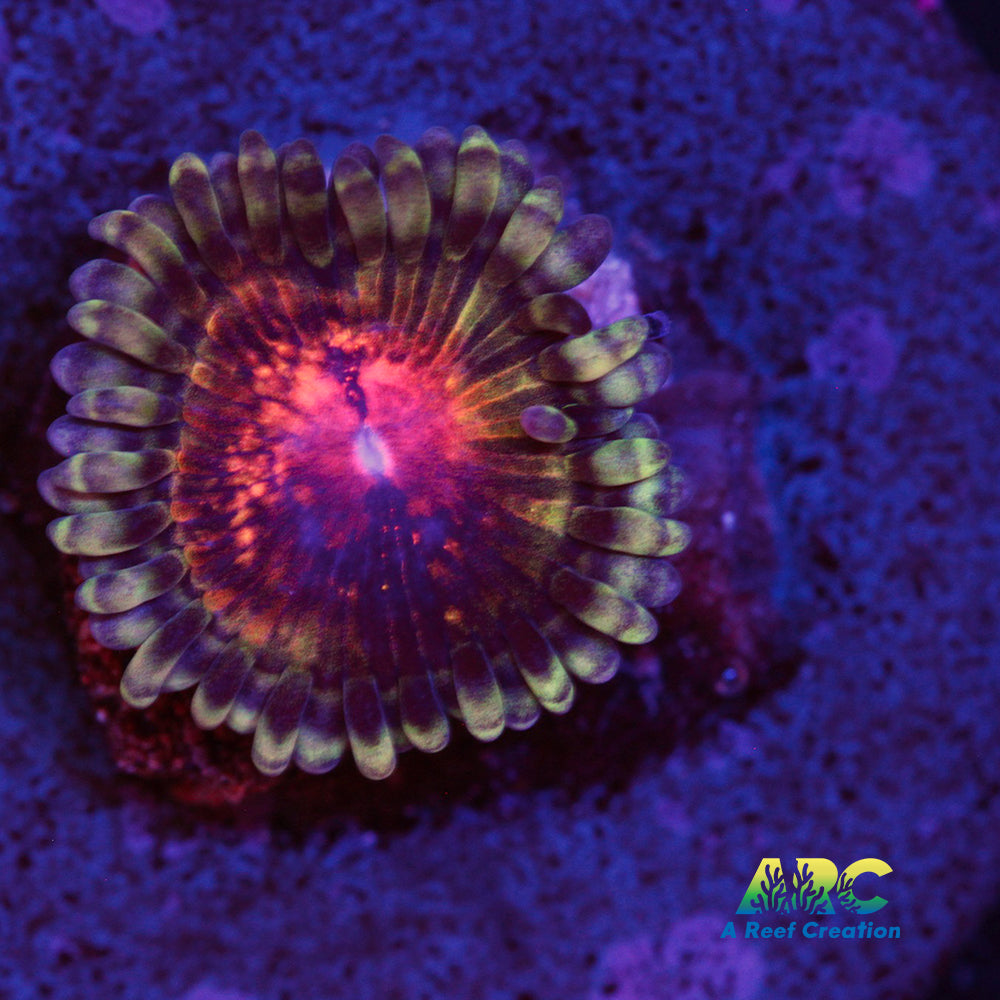 Hawkeye Zoa