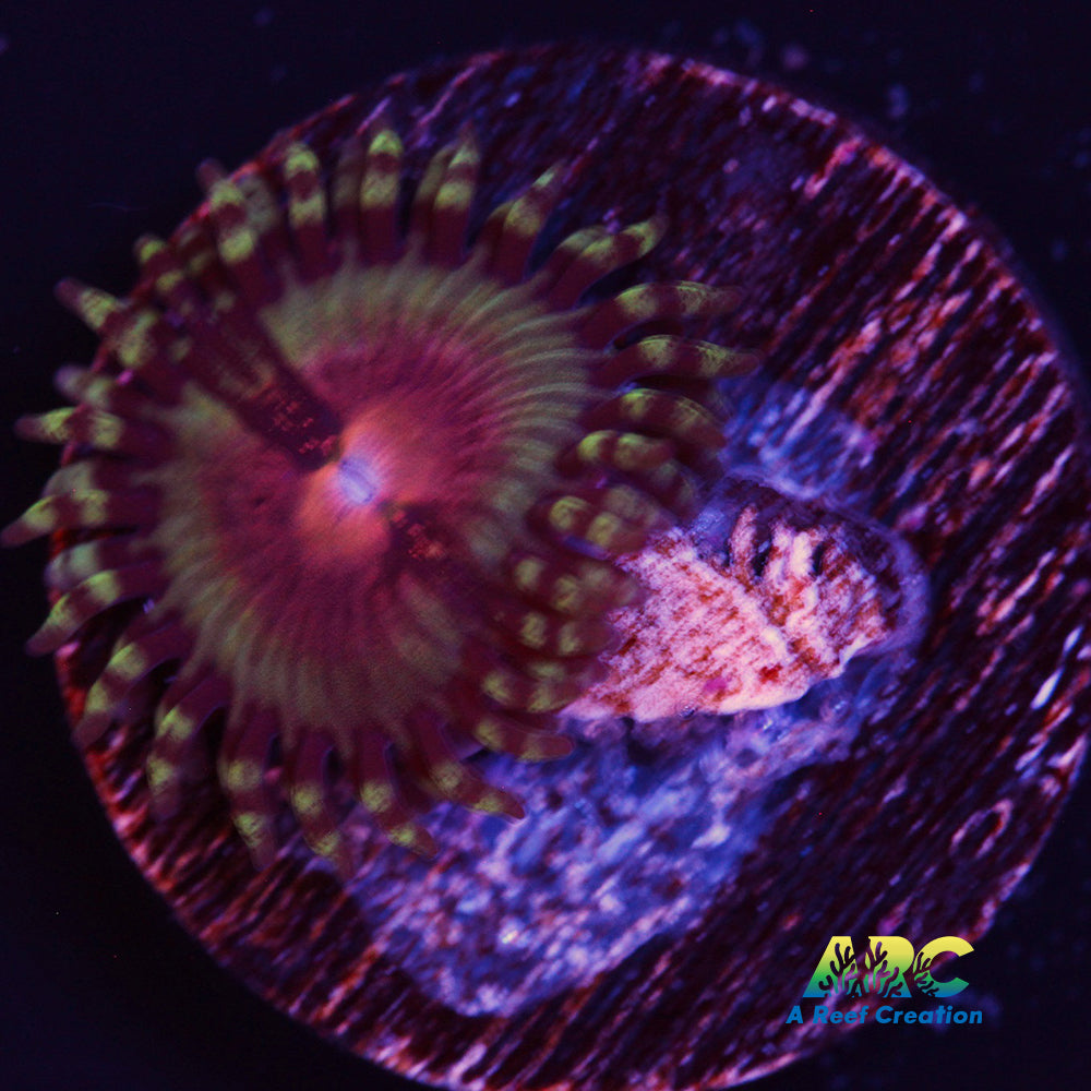 Pirate's Blood Zoa