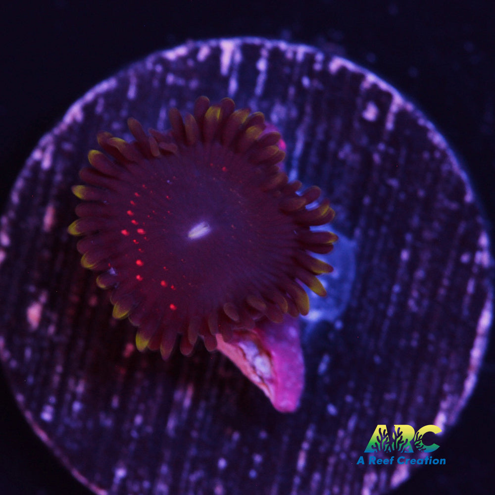 Psychosis Zoa