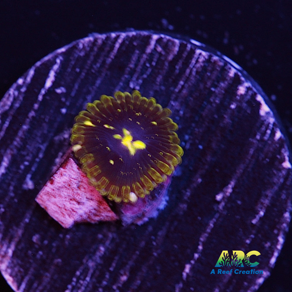 LC Exosphere Zoa