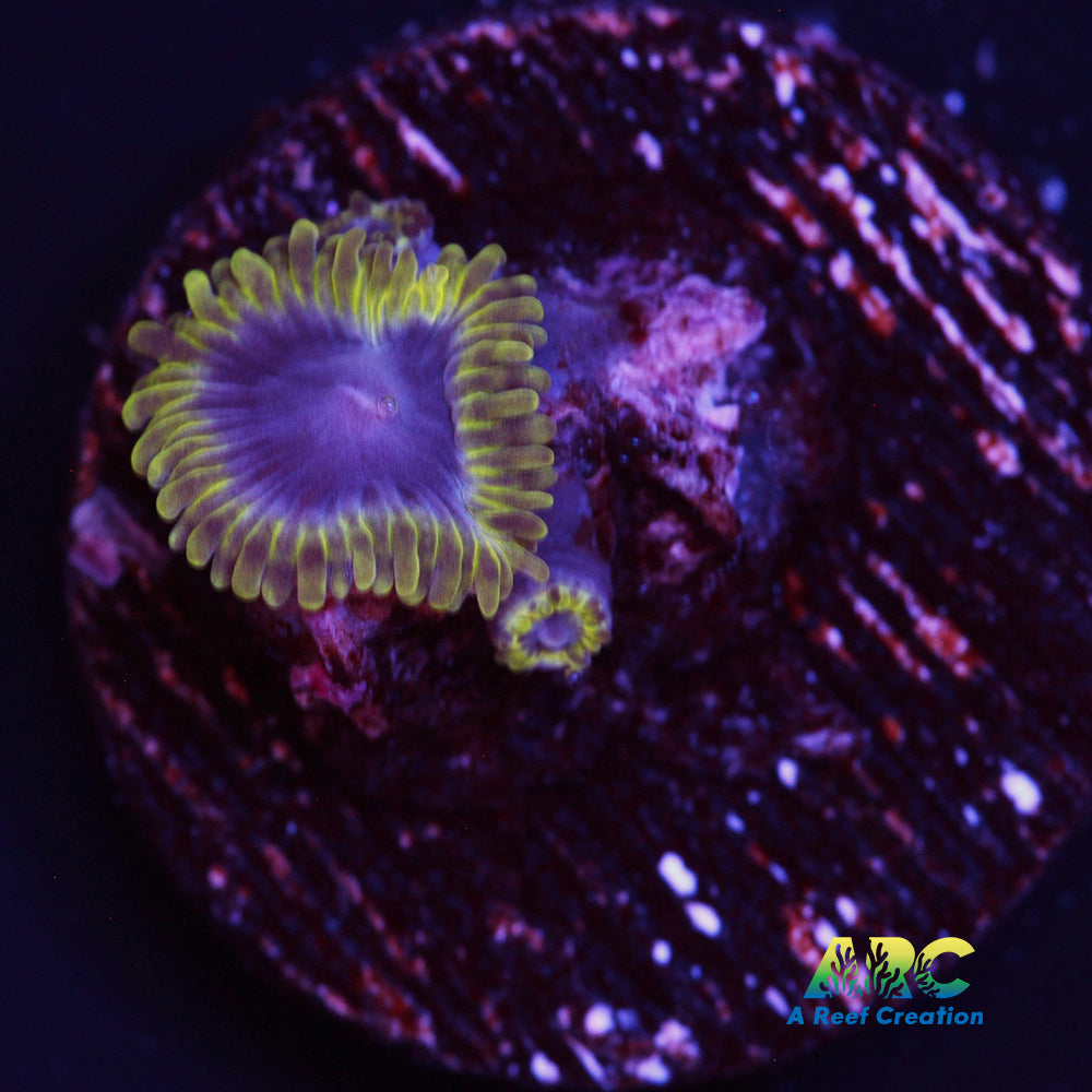 Blue Rhino Zoa