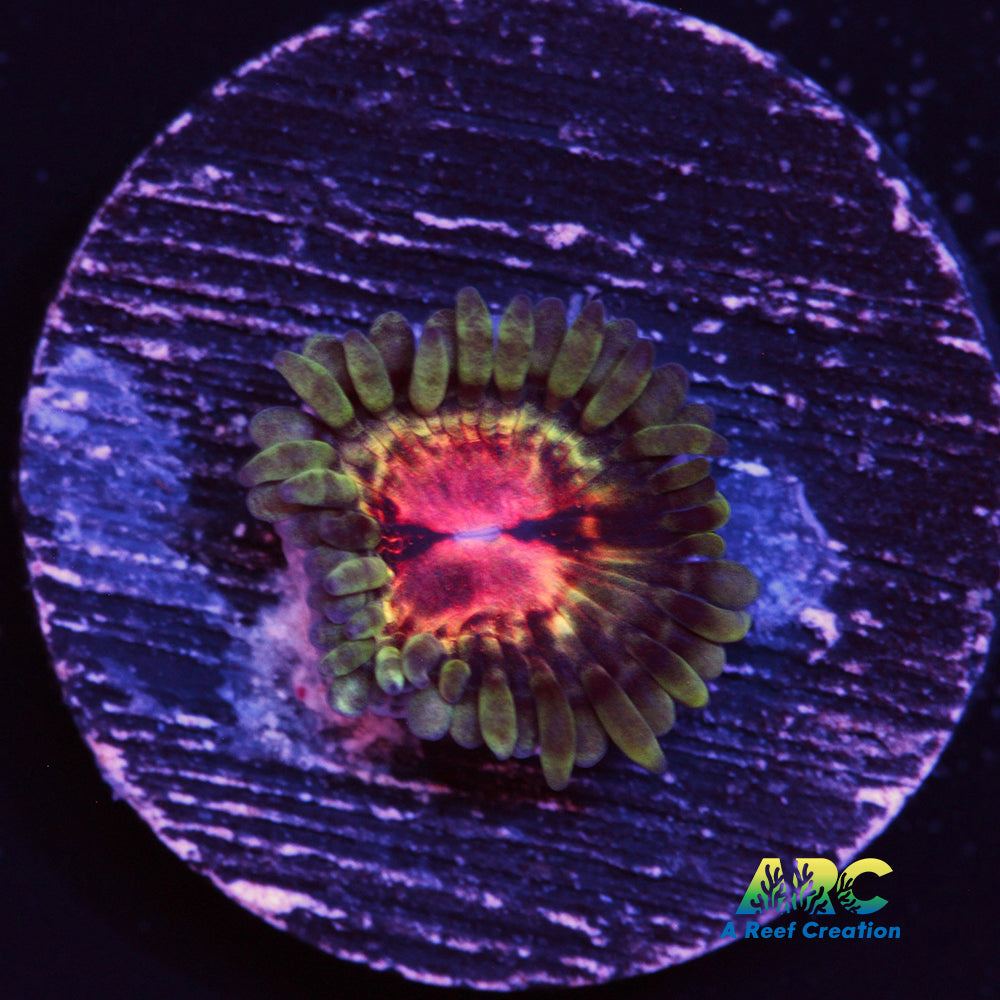 Hawkeye Zoa