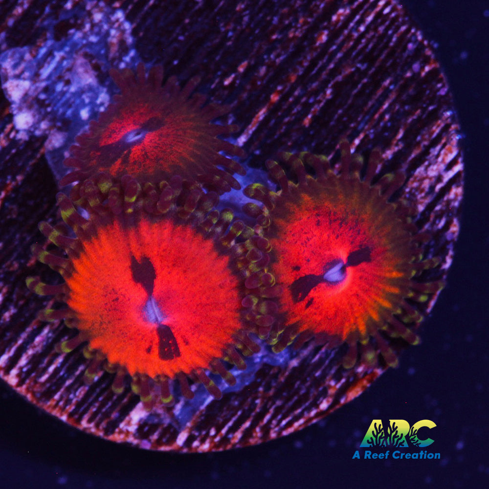 Bowtie Blaster Zoa