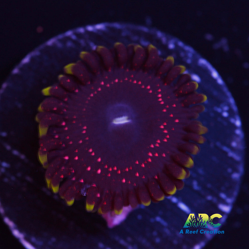 Psychosis Zoa