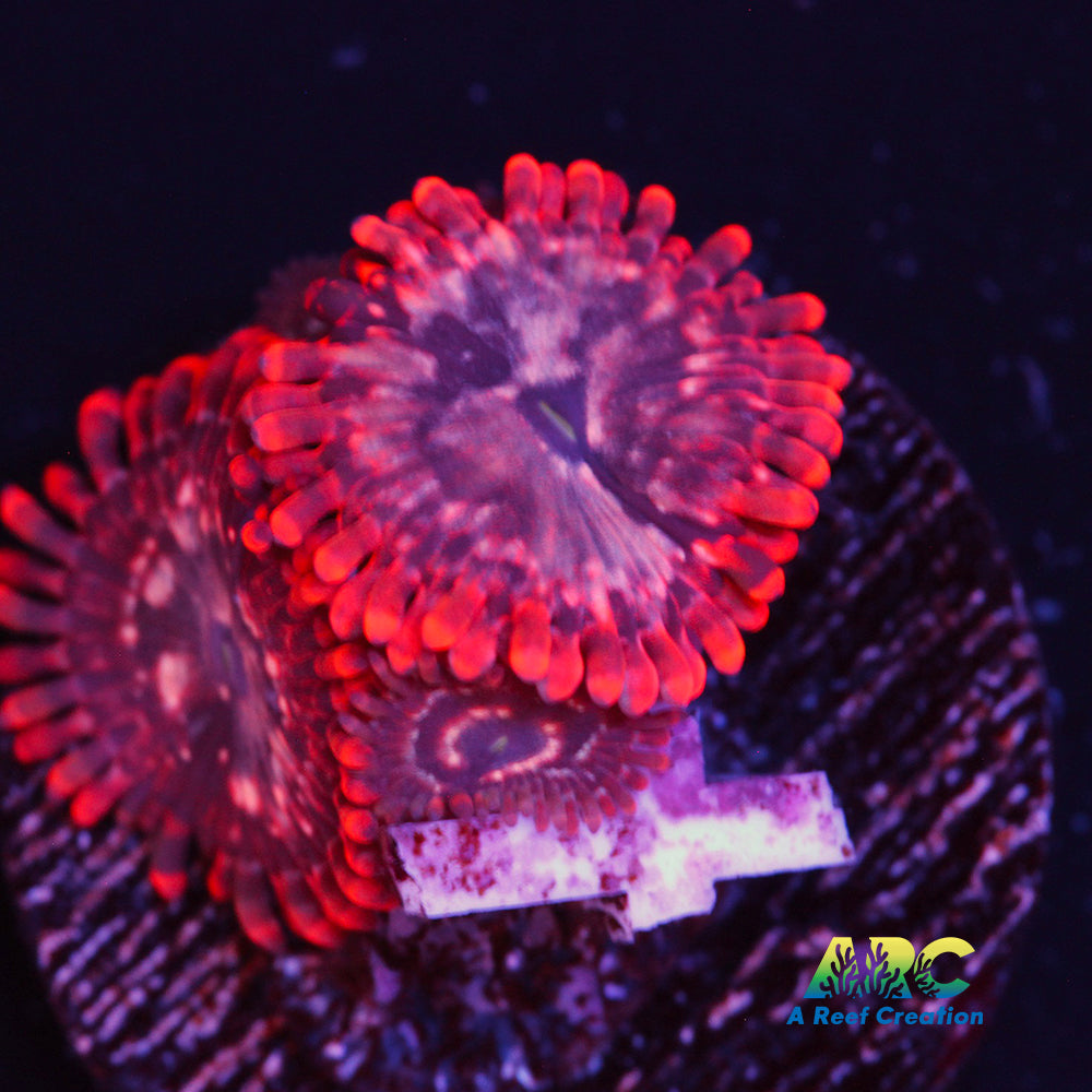 Utter Chaos Zoa