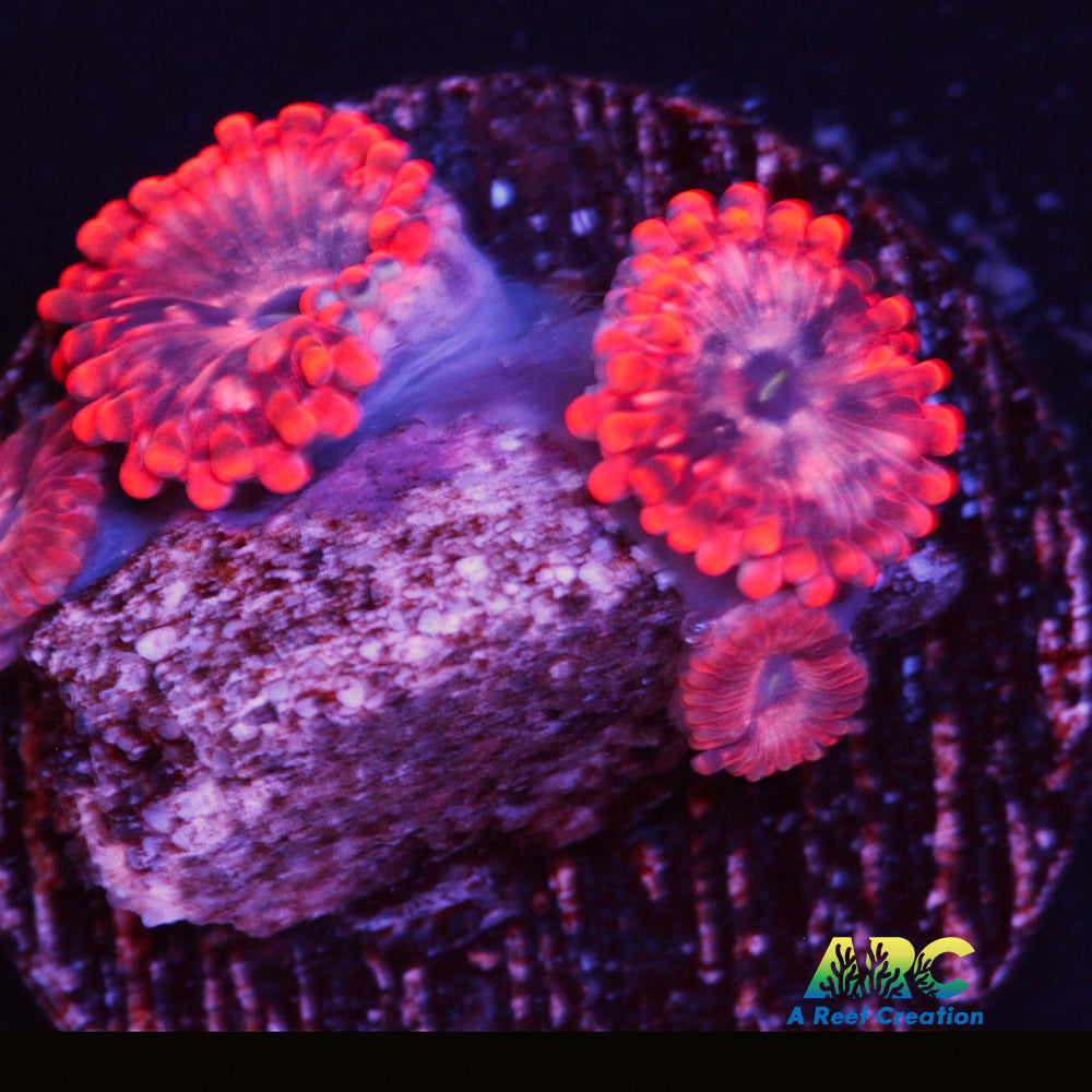 Utter Chaos Zoa