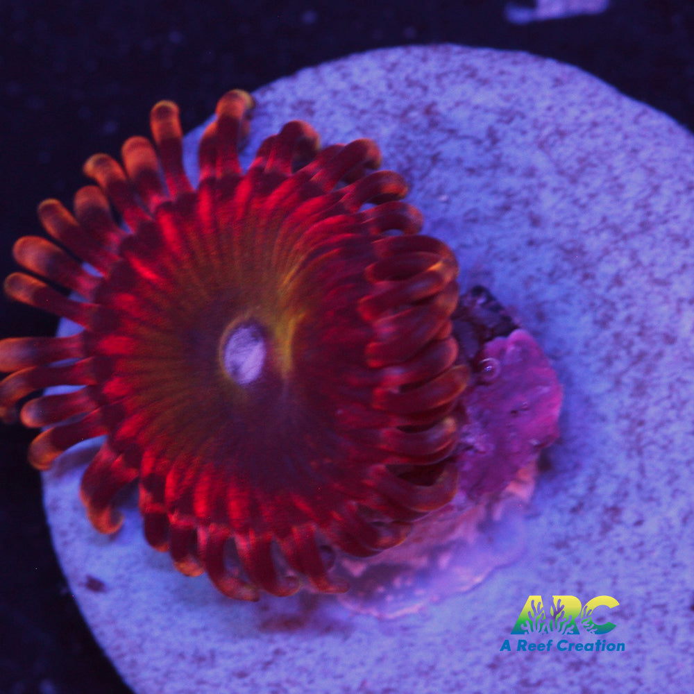 Rainbow Troll Zoa