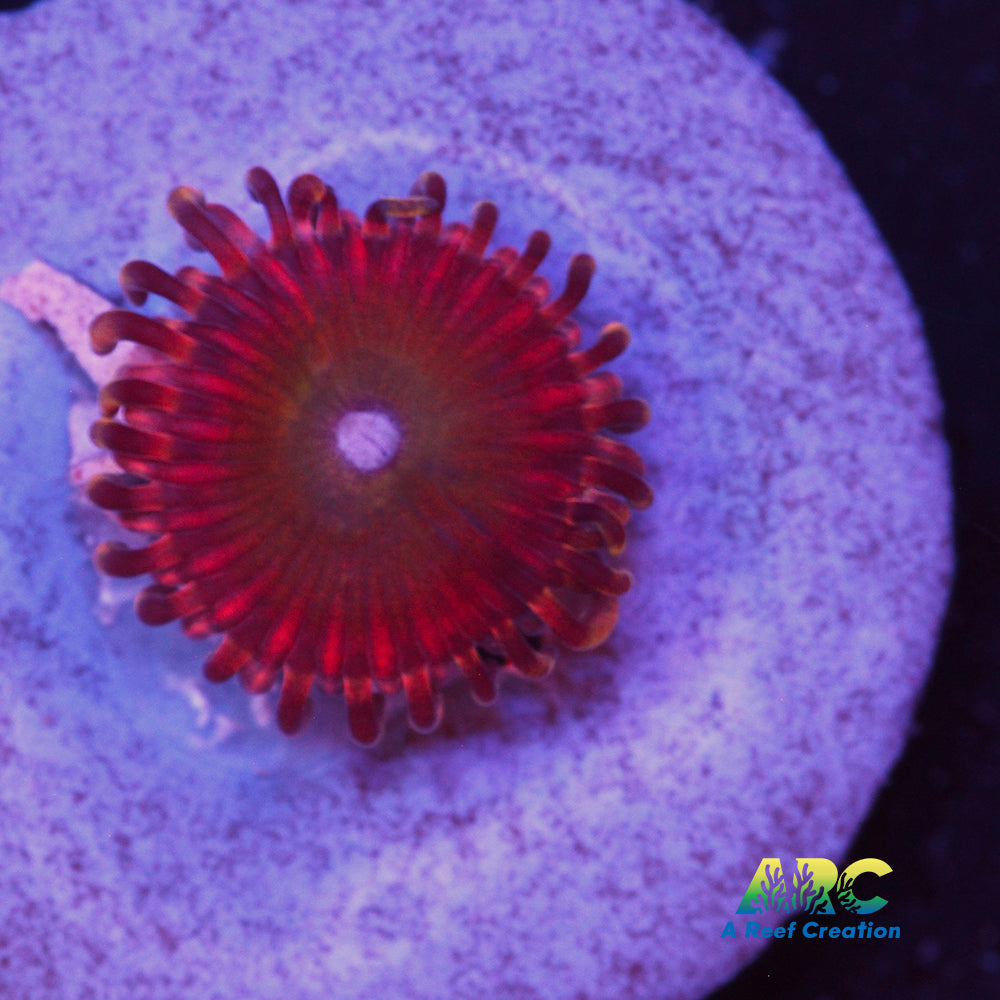 Rainbow Troll Zoa