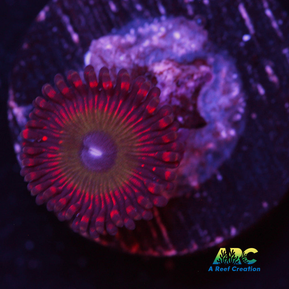 Candy Apple Red Zoa