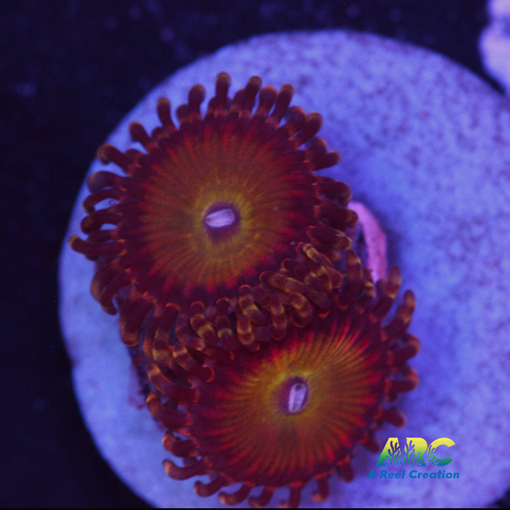 Rainbow Troll Zoa