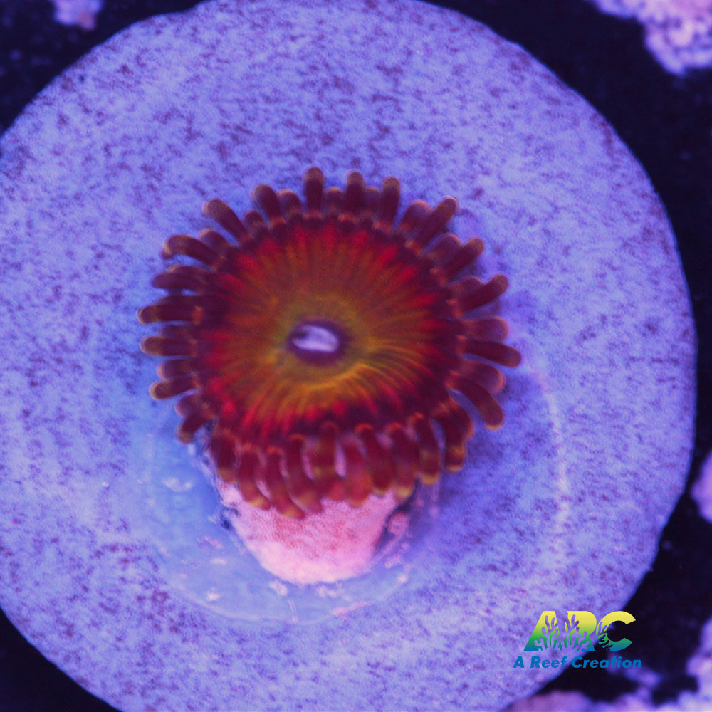 Rainbow Troll Zoa