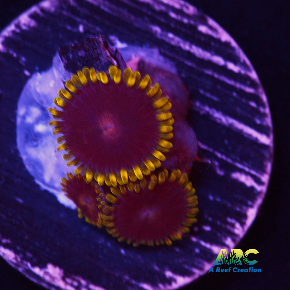 Cadbury Egg Zoa