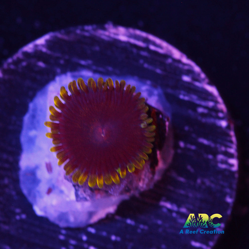 Cadbury Egg Zoa