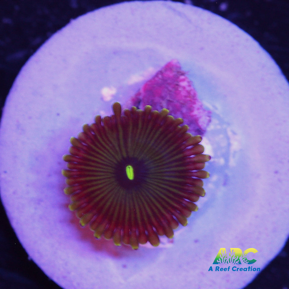 Pinstripe GPE Zoa