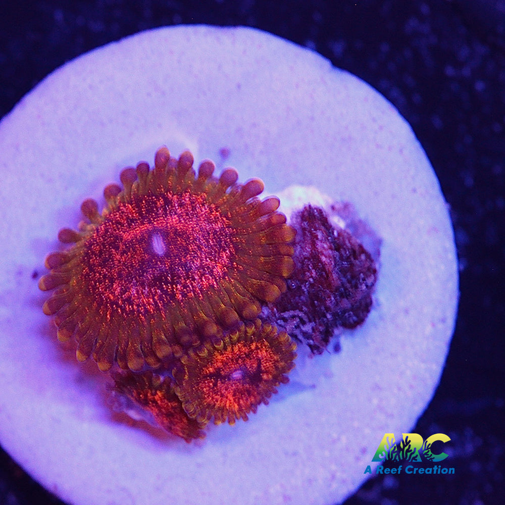 Northern Lights Zoa