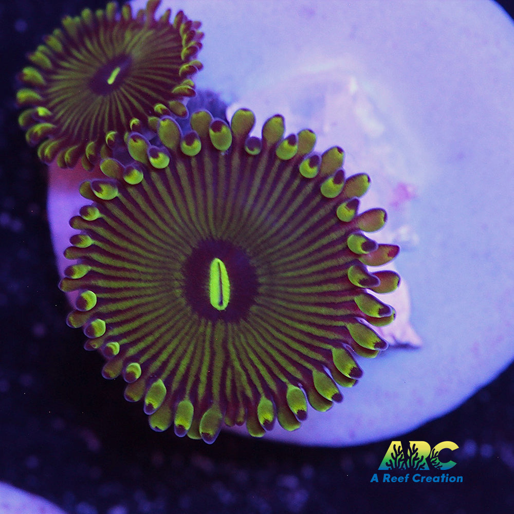 Pinstripe GPE Zoa