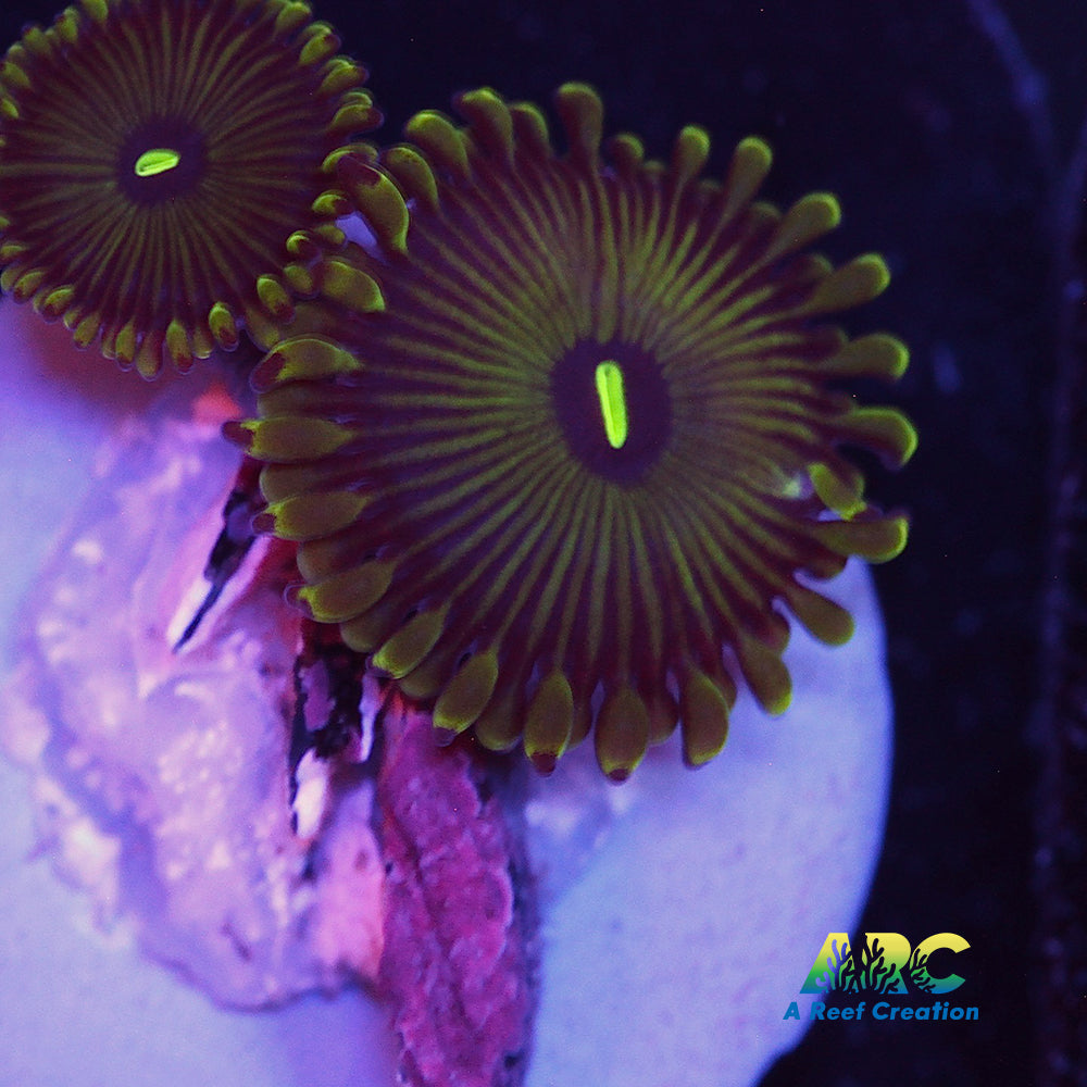 Pinstripe GPE Zoa