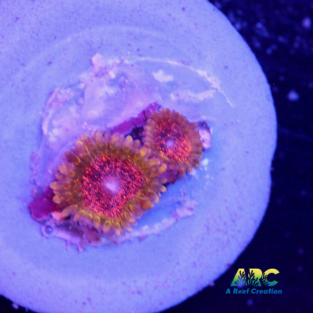 Northern Lights Zoa