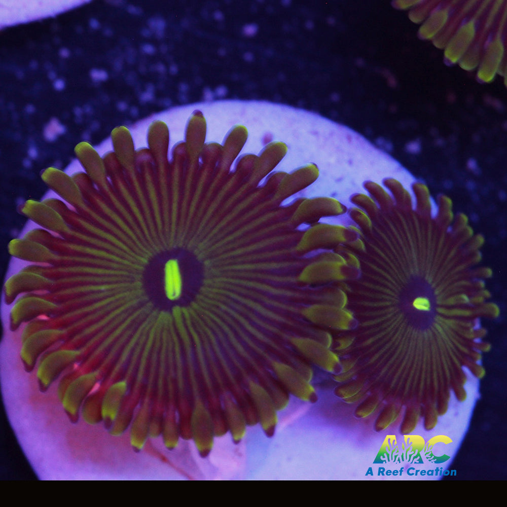 Pinstripe GPE Zoa