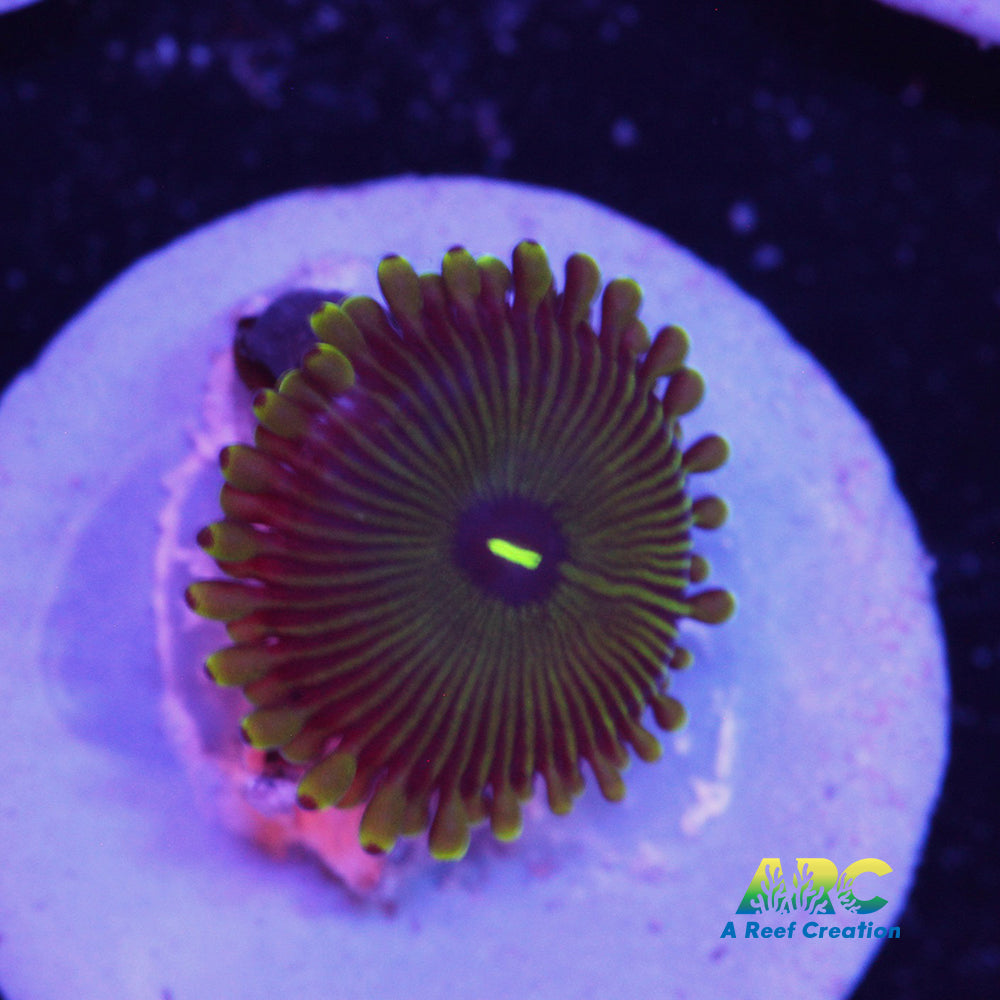 Pinstripe GPE Zoa