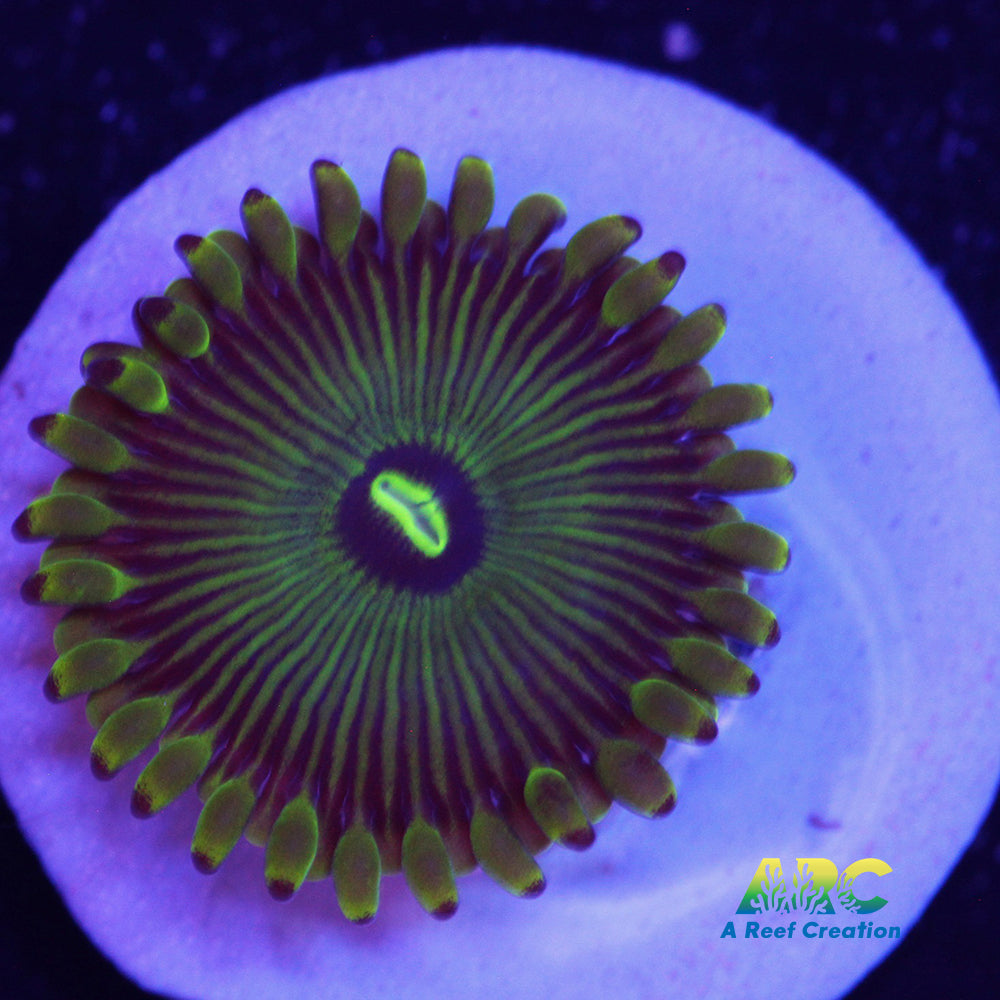 Pinstripe GPE Zoa