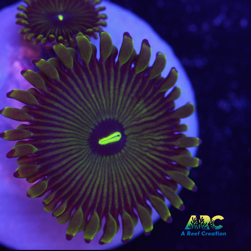 Pinstripe GPE Zoa