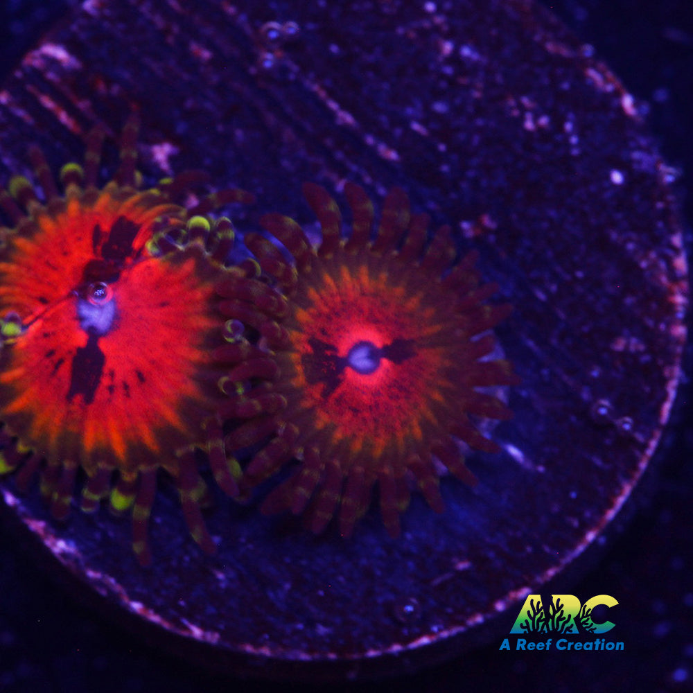 Bowtie Blaster Zoa