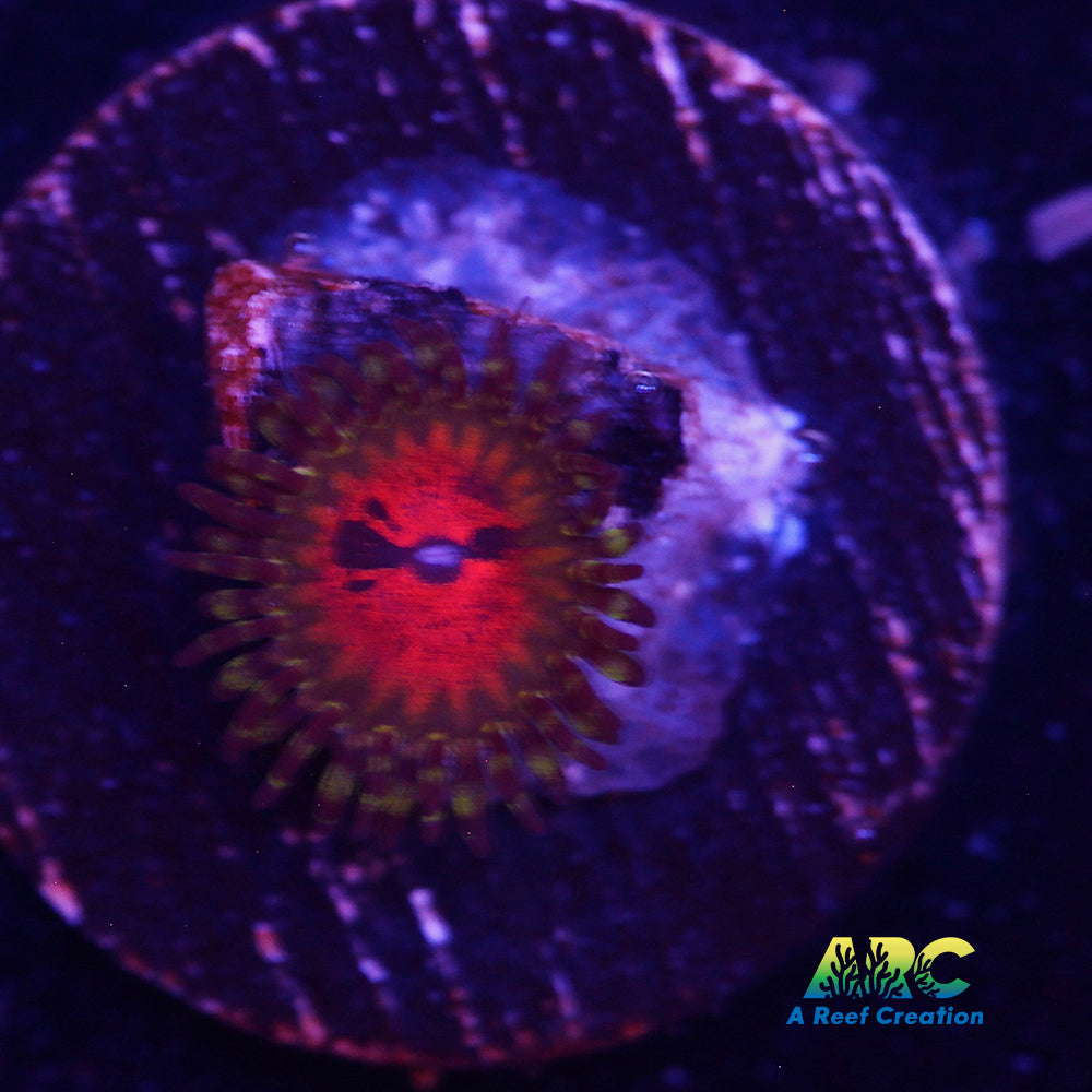 Bowtie Blaster Zoa