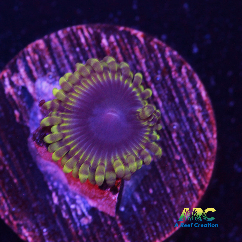 Blue Rhino Zoa