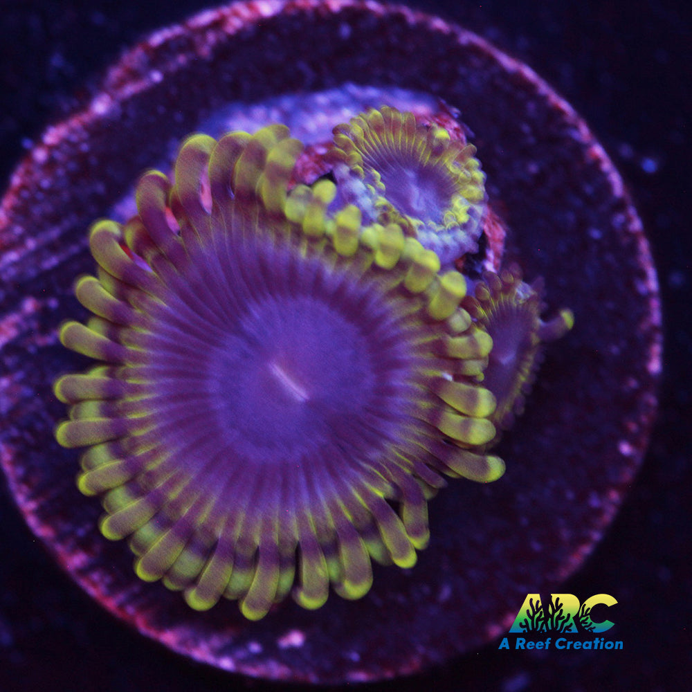 Blue Rhino Zoa