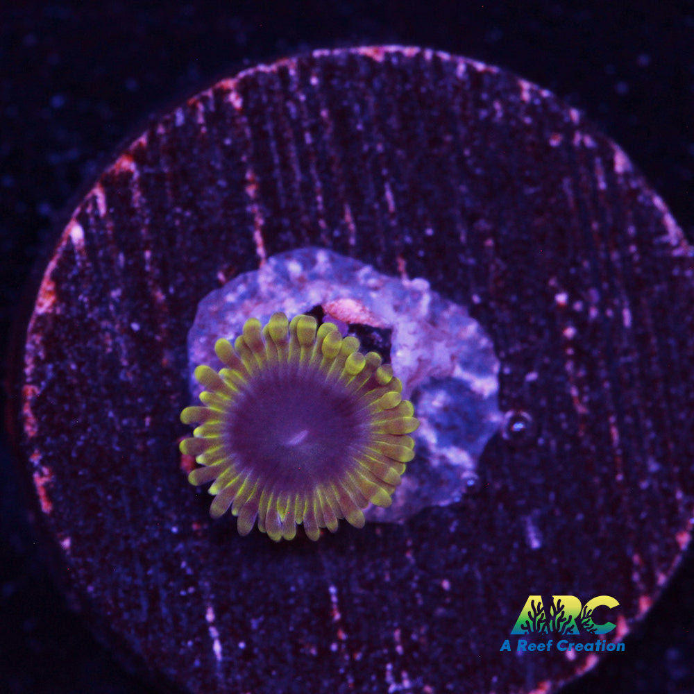 Blue Rhino Zoa