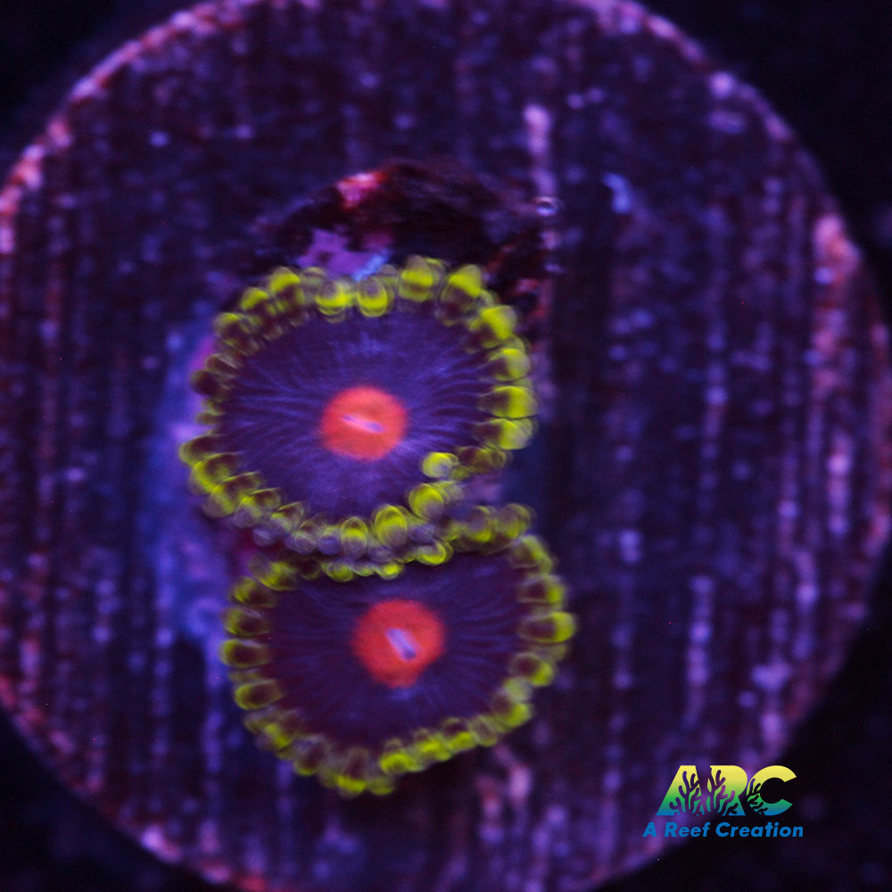 Widow Maker Zoa